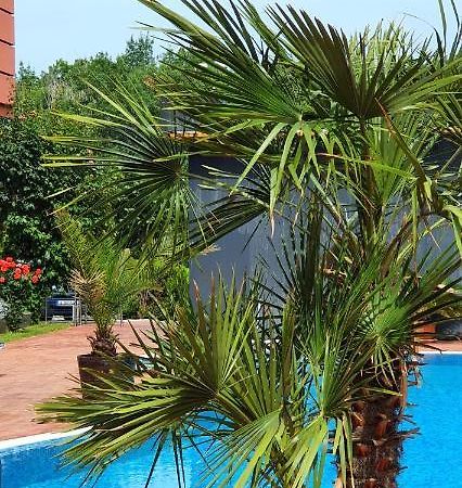 Apartament Cacao Residence Napospart Kültér fotó
